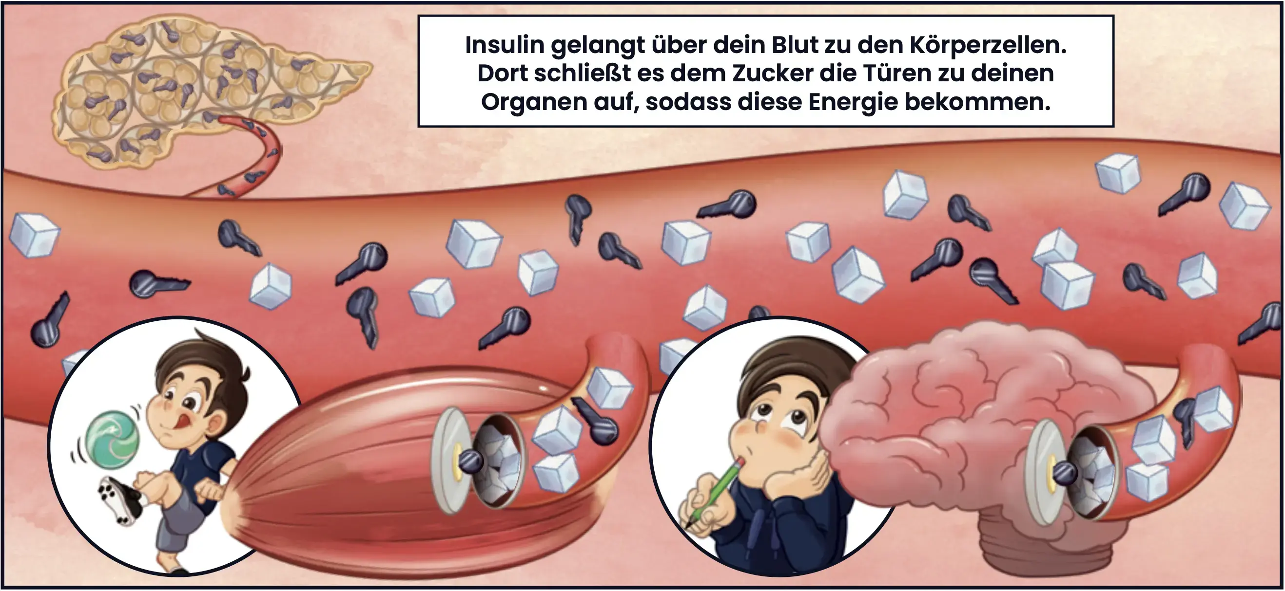 Illustration: Insulin gelant über dein Blut zu den Körperzellen. Dort schielßt es dem Zucker die Türen zu deinen Organen auf, sodass diese Energie bekommen.