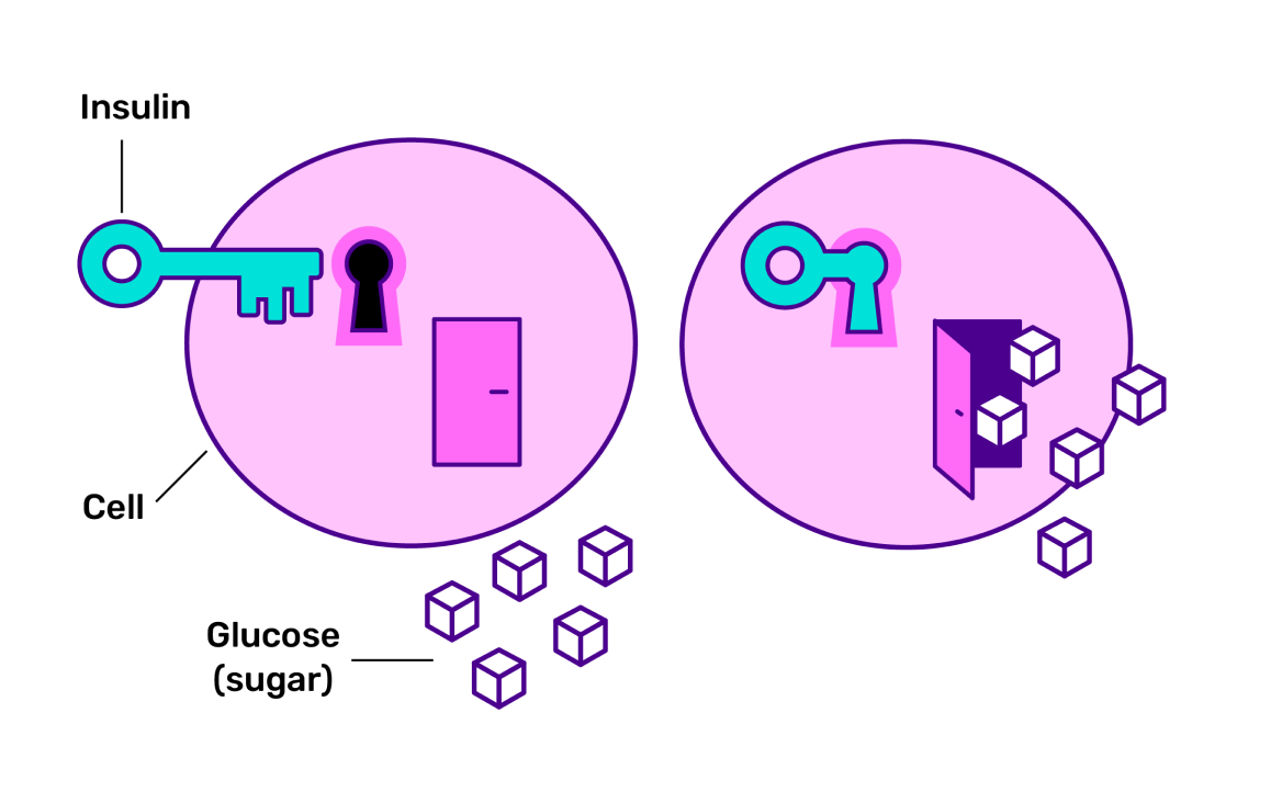 The role insulin plays infographic