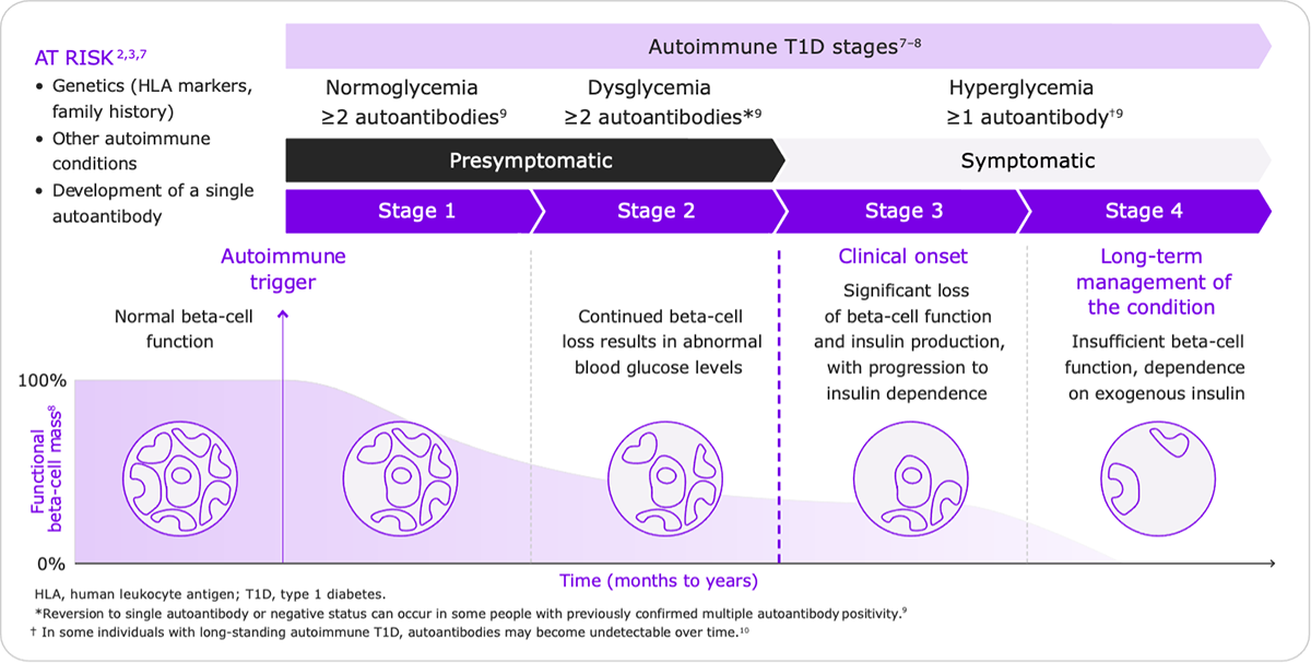 Stages of autoimmune type 1 diabetes.